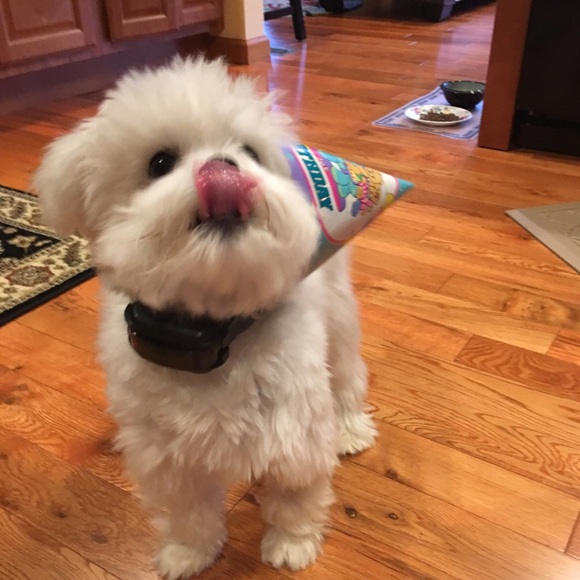 Here’s Mr. Maui! He’s always  with me Poshing! - Picture 8 of 8